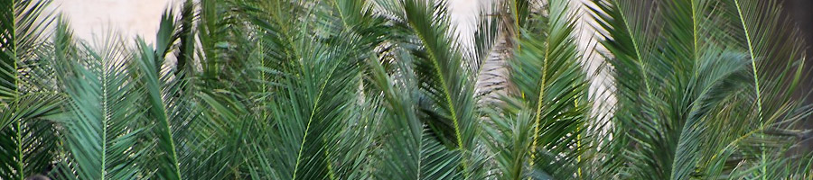 palme